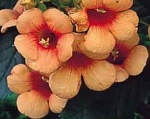 Indian Summer Trumpet Vine Plant - Campsis - 2.5" Pot