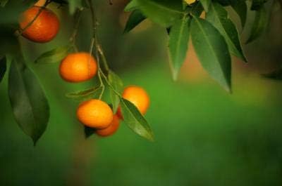 Brighter Blooms - Owari Satsuma Mandarin Tree, 2-3 ft, No Shipping to AL, AZ, CA, FL, GA, LA, OR, TX