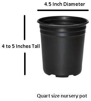 Summer Snow Gardenia - Live Plant - Quart Pot