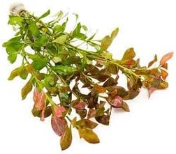 Live Aquarium Stem Plants - Freshwater Aquatic Plant for Fish Tanks, Aquascaping - (Nesaea Pedicellata Golden, 1 Bunch)