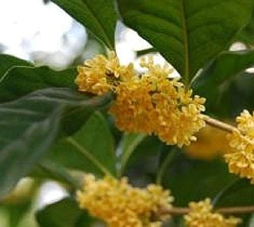 Yellow Flowering Fragrant Tea Olive - Live Plant - (1 QT)