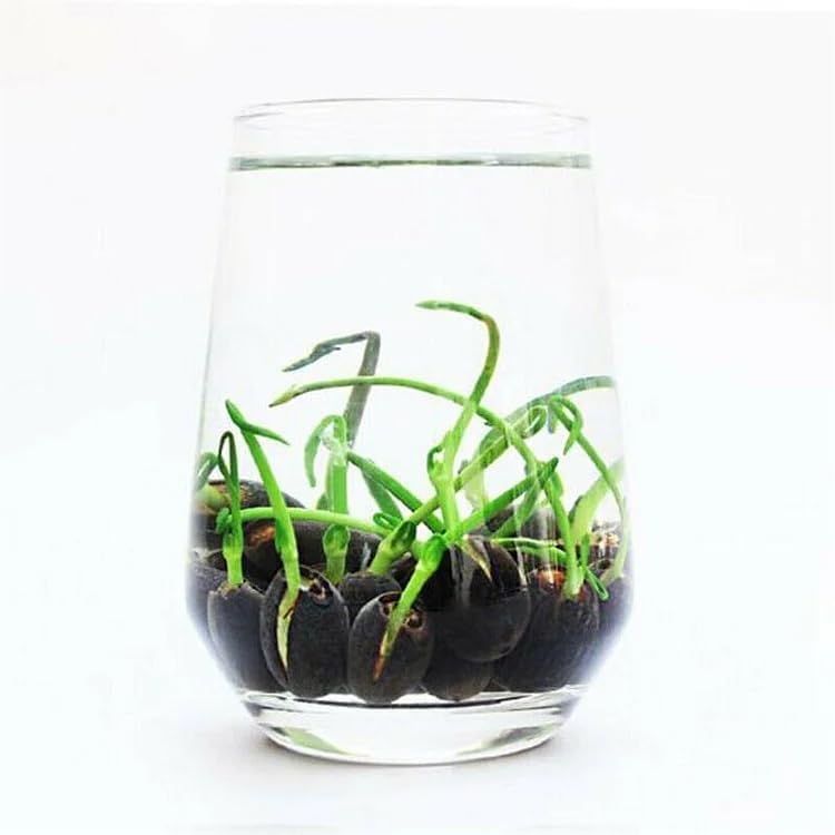 10pcs Mixed Color Bonsai Bowl Lotus Live Plants - Pre-Sprouted Non-GMO - Aquatic Beauties for Indoor and Outdoor Serenity Planting Instructions for Easy Grow - Great Gardening Gifts