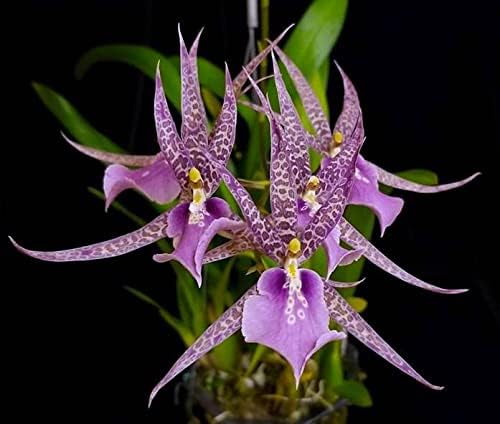 Charles M Fitch Izumi - Spicy Fragrance, Easy to Grow, floriferous (NOT in-Bud/Bloom When Shipped)