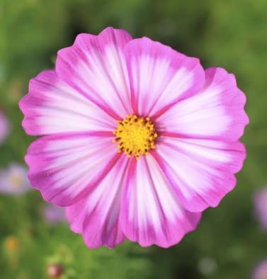 1000 Cosmos Candystripe Seeds - Long Blooming Period in All Zones - 4-5' Tall…