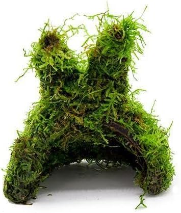 Live Aquarium Plants on Driftwood, Lava Rock, Moss, Fiber Mat - Freshwater Fish Tanks - Easy, Beginner Friendly (Christmas Moss on Coconut Rabbit)
