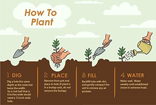 Brighter Blooms - Owari Satsuma Mandarin Tree, 2-3 ft, No Shipping to AL, AZ, CA, FL, GA, LA, OR, TX