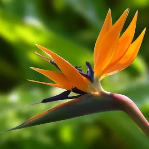 Bird of Paradise - Orange - Strelitzia Reginae. (2 Orange BoP in Sac)