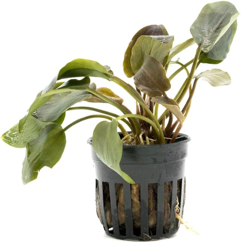 Live Plants - Lagenandra Meeboldii Red (Lagenandra meeboldii) - Moderate to High Light Tank Display, Red to Bronze Accent, Midground Placement, Freshwater Aquatic Plant - Pot