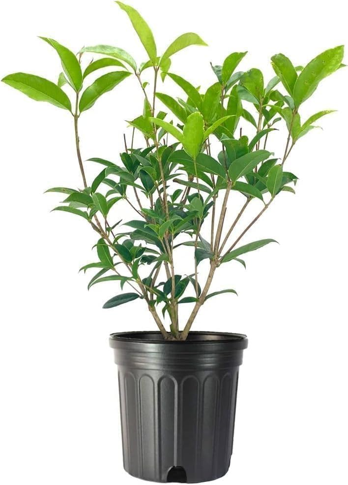 Fragrant Tea Olive | 2 Live Gallon Size Plants | Osmanthus fragrans | Ideal for Gardens & Landscaping | Easy-to-Grow Evergreen Shrub | Delightful Sweet Scent | Decorative & Versatile