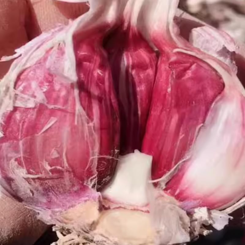 1 Pound Garlic for Planting in Fall Hardneck, 8 Chesnok Red Garlic Bulbs for Planting, Fresh and High Yield Bulb Variety Pack, Hardy and Fast Growing