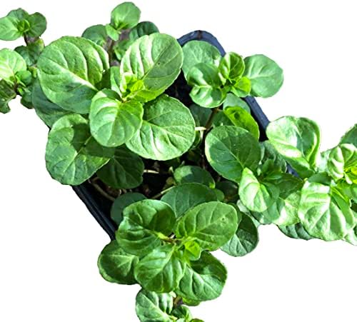 Smoke Camp Crafts Organic Orange Mint Live Plant for Outside, Clean Mint Plant, Aromatic Orange Scented Herb in 2.5 Pot