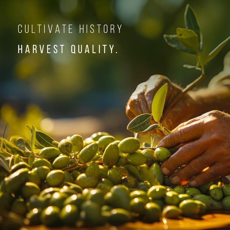 Olive Tree Arbequina (4 Pack) Real Olea Europaea | Easy to Grow Plants | Great Gift for Celebrations | Grow Your own Food on Your Edible Organic Garden| Edible Fruit Plant Live for Planting|