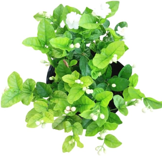 Sambac Jasmine Live Plant Frangant Jasmine Shurb White Jasmines Flowers Bush Plant 8-10 Inch Tall in 3 Inch Pot