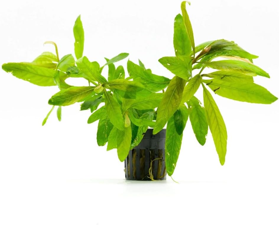 Live Plants - Staurogyne Bihar (Staurogyne sp. Bihar) - Moderate to High Light Aquarium Display, Olive Green Accent, Foreground to Midground Aquascaping - Pot