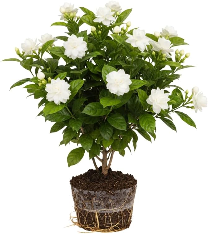 Grand Duke of Tuscany Jasmine Plants Live, Arabian Jasmine Plant Indoor, Fragrant Jasmines Flowers 4 to 7 Inch