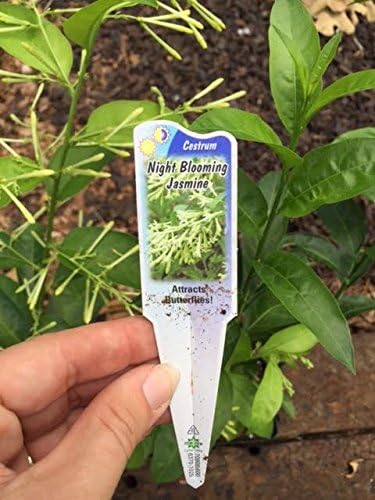 2 Nicely-Sized 4 inch Pots of Fragrant Night Blooming Jasmine