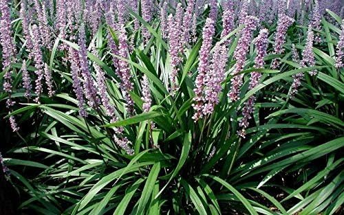 Emerald Goddess Liriope Muscari - 10 Live Plants - Drought Tolerant Low Maintenance Evergreen Ground Cover Grass