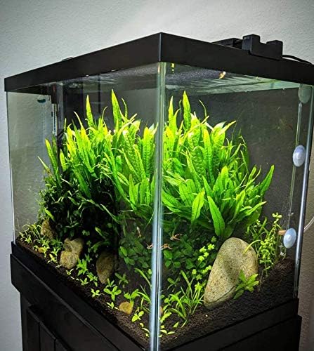 Java Fern Planted on Driftwood Microsorum Pteropus Freshwater Easy Low Light Live Aquarium Plant Decorations 3 Days Guarantee by Mainam