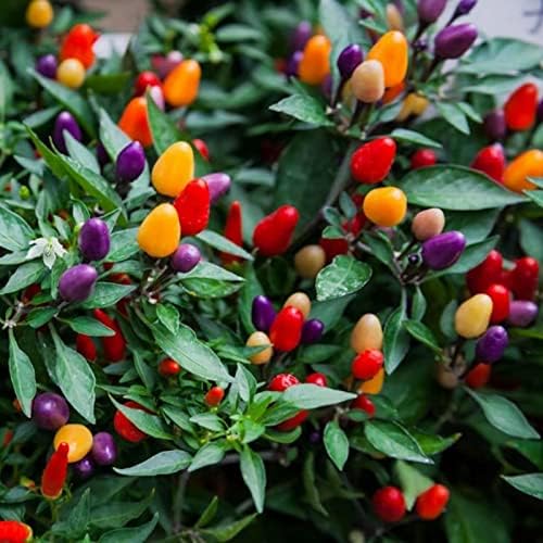 Seeds Decorative Pepper Masquerad Ornamental Hot Chili Pepper Multicolor 25+ Seeds for Planting Ideal for Pots
