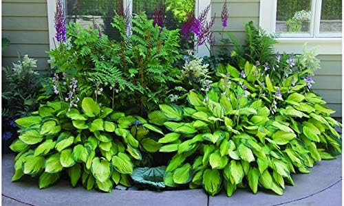 Best Deal on Amazon 9-Pack Hosta Bare Root Perennial Plants - Fresh from Our Farm Ship Fast Directly to you. Perfect for any home & garden grows year after year!