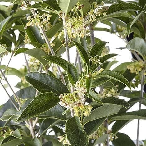 Fragrant Tea Olive | 3 Live Gallon Size Plants | Osmanthus fragrans | Ideal for Gardens & Landscaping | Easy-to-Grow Evergreen Shrub | Delightful Sweet Scent | Decorative & Versatile
