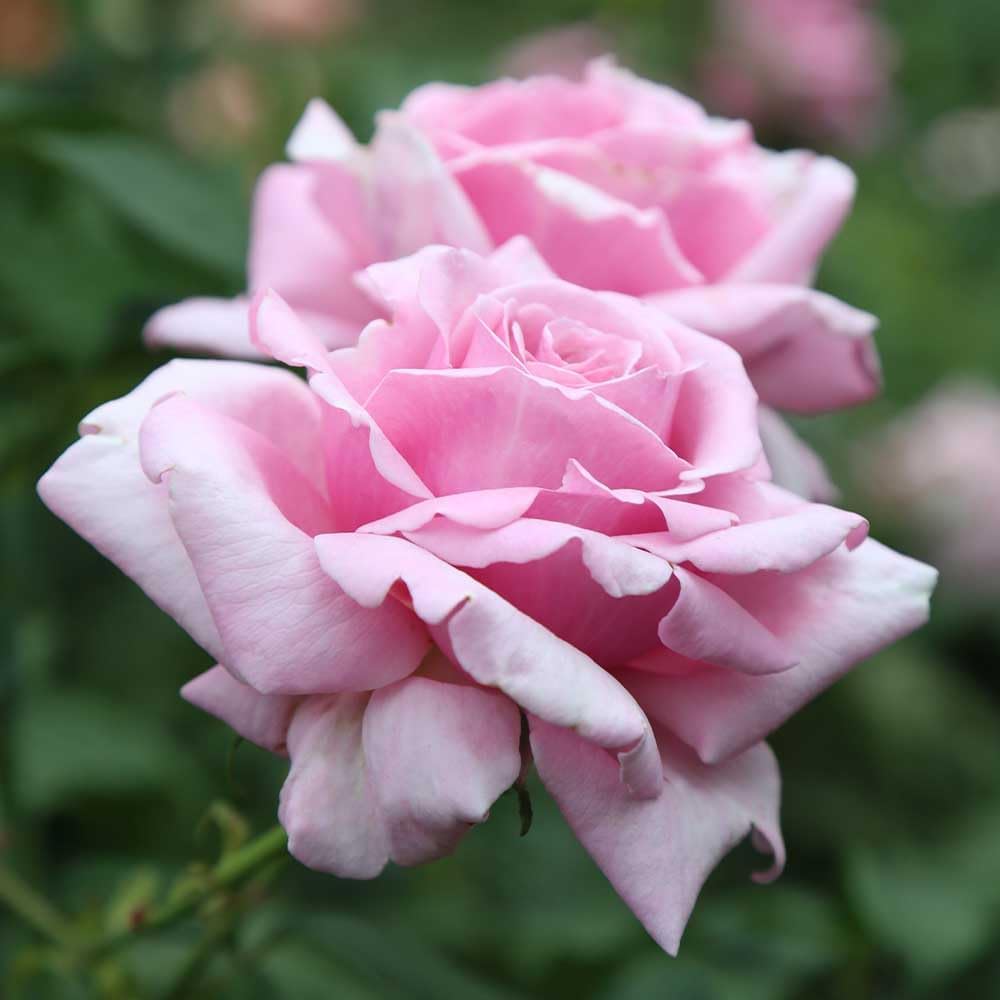 Heirloom Roses Rose Plant - Memorial Day™ Live Hybrid Tea Rose for Outdoor Planting