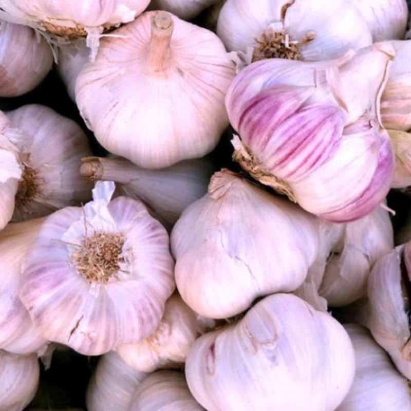 8 Garlic for Planting in Fall Hardneck, Purple Stripe Garlic Bulbs for Planting, Fresh and High Yield Bulb Variety Pack, Hardy and Fast Growing