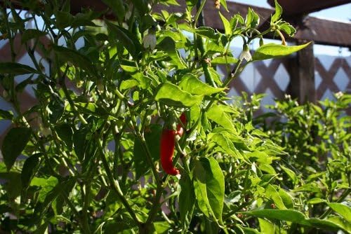 Clovers Garden Cayenne Long Slim Pepper Plants- Two (2) Live Plants – Non-GMO - Not Seeds – Each 4"-8" Tall in 4 Inch Pots - Medium Heat, Dries Well