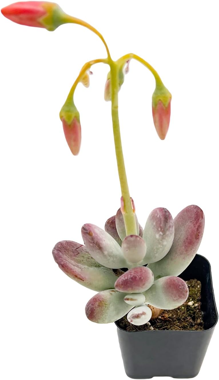 Sprout N Green Cotyledon Orbiculata cv., Rare Live Succulent Plant Fully Rooted in 2" Planter with Soil, Home Office Indoor Outdoor Wedding Decoration DIY Projects Party Favor