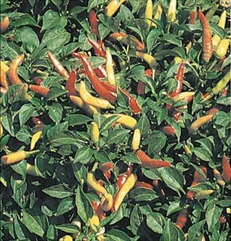Clovers Garden Super Chili Hot Pepper Plant - Two (2) Live Plants – Non-GMO - Not Seeds – Each 4"-8" Tall in 4 Inch Pots - 40K SHU