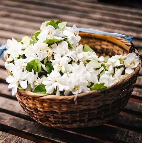 Night Blooming Jasmine Live Plant - Cestrum Nocturnum. Fragrant Flowering Shrub for Garden, Patio or Window (2 ngt.jas Cups)