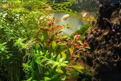 Live Aquarium Stem Plants - Freshwater Aquatic Plant for Fish Tanks, Aquascaping - (Nesaea Pedicellata Golden, 1 Bunch)