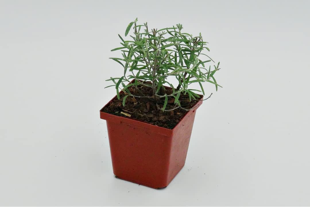 Greenwood Nursery: Live Perennial Plants - ARP Rosemary + Rosmarinus Officinalis - [Qty: 10x 3.5 Pots] - (Click for Other Available Plants/Quantities)