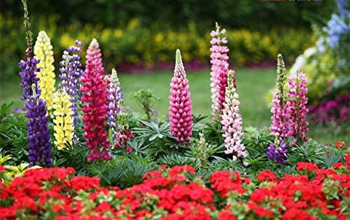 2000 Russell Lupine Seeds for Planting, Perennial Wildflower Seed Mix, Lupinus Polyphyllus Flowers Seeds, Ideal for Garden Borders, Pollinator Friendly
