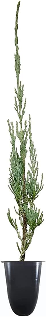 Skyrocket Juniper | 20 Live Plants | Juniperus Scopulorum | Evergreen Privacy Screen, Fast Growing Landscape Tree, Low Maintenance Garden, Ornamental Foliage, Drought Tolerant Plant