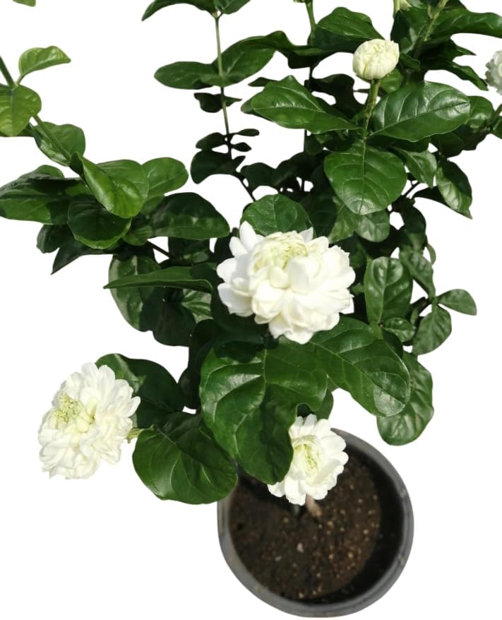 Grand Duke Jasmine Live Plant Double Jasmine Shurb White Jasmines Flowers Bush Frangant Flower Plant 1 Feet Tall in 3 Inch Pot