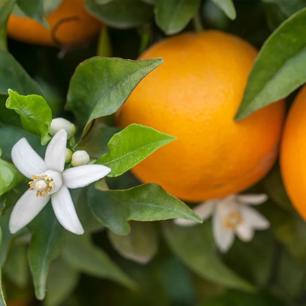 Brighter Blooms - Calamondin Tree, 2-3 Feet - Live Plant - No Shipping to AL, AZ, FL, GA, LA, OR, TX