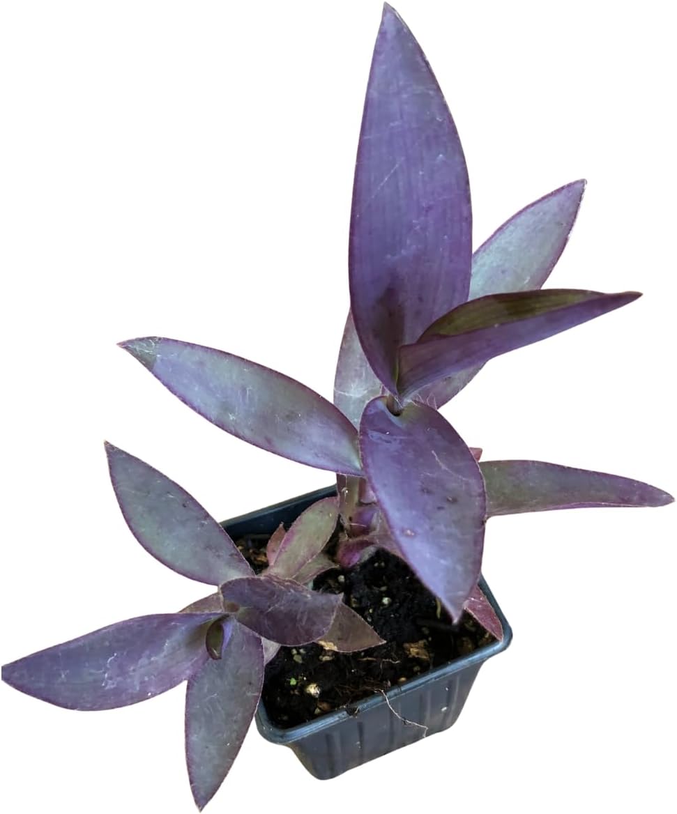 Organic Purple Heart Plant, Tradescantia pallida, Live Plant in 3-inch Pot - Purple House Plant with Magenta Flowers, Easy to Grow, Drought-Resistant by Smoke Camp Crafts