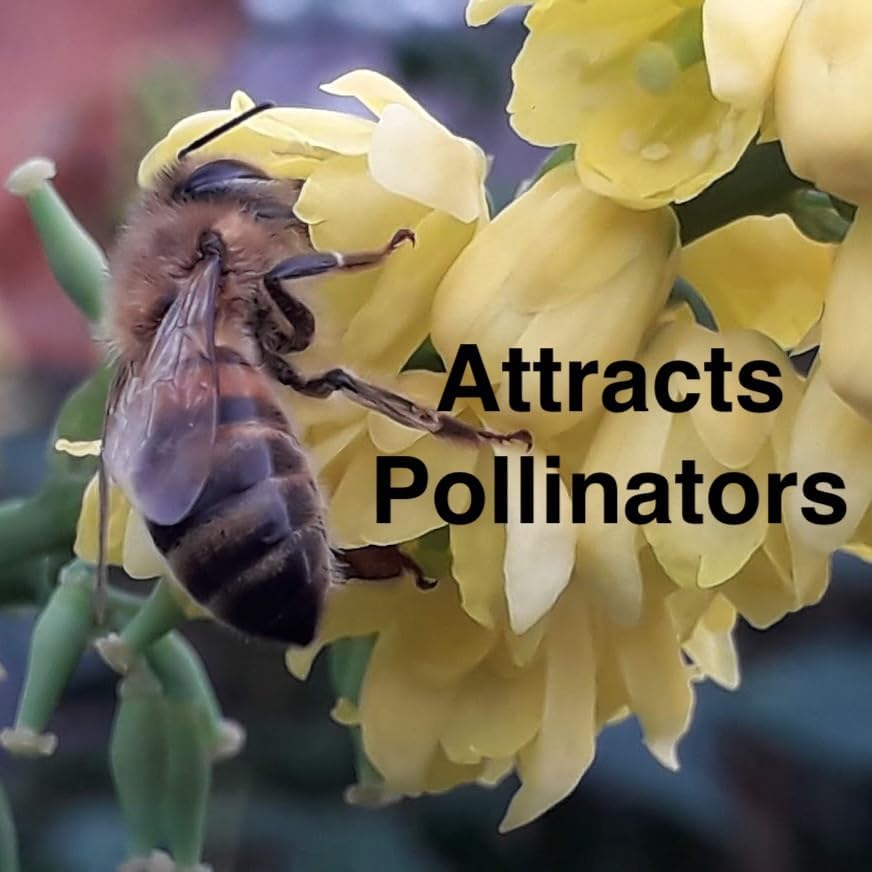 Primrose Jasmine (Jasminum Mesnyi) Live Plant - Fragrant Yellow Blooms. Japanese, Chinese, Asian. Indoor, Outdoor Shrub (4 prim jas Cups)