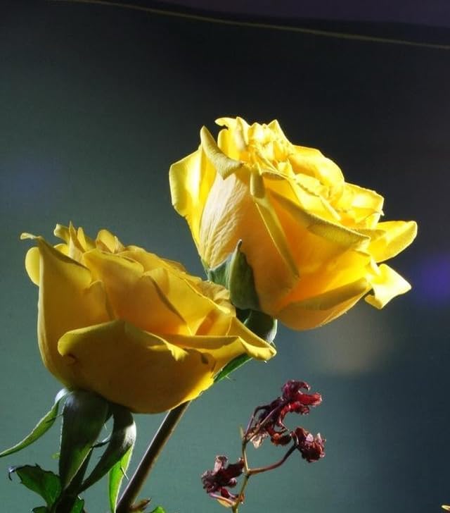 Multicolored Rose Flower Seeds Perennial Flowers Rare Plants Garden Bonsai Hybrid Rare Exotic Plant Garden 100pcs