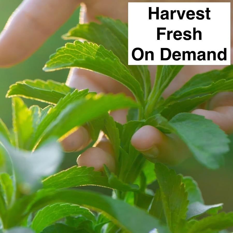 Live Stevia rebaudiana Plants, Sweet Leaf or Sugar Leaf, Natural Sugar Substitute Herb, Easy to Grow (2 stevia sacs)