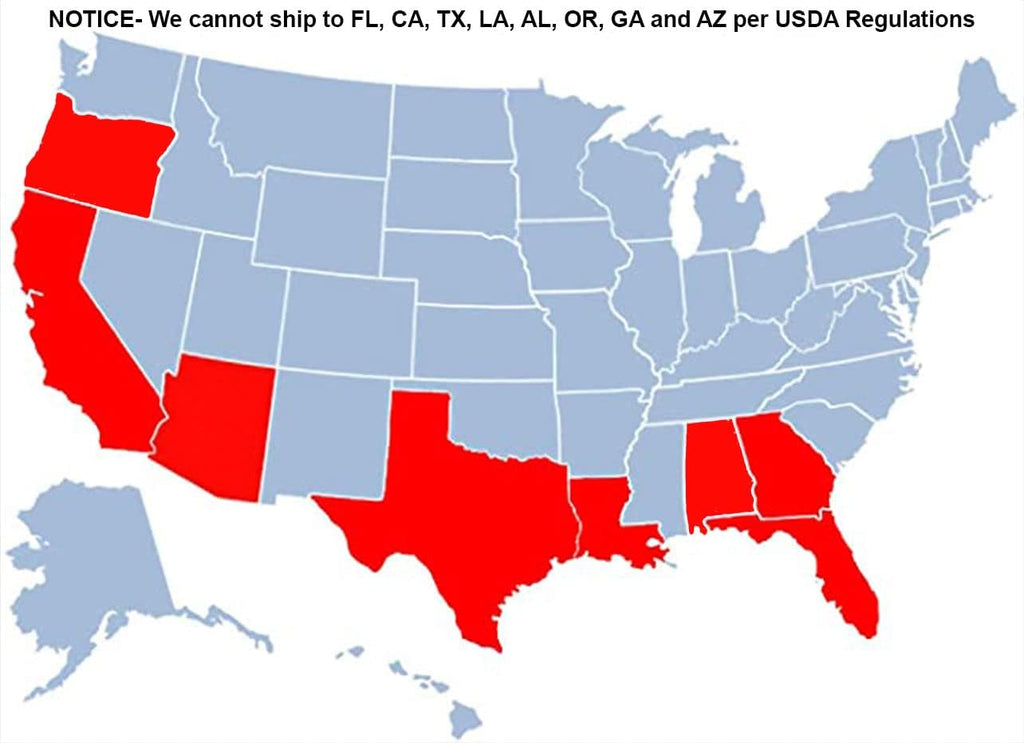 Brighter Blooms - Calamondin Tree, 1-2 Feet - Live Plant - No Shipping to AL, AZ, FL, GA, LA, OR, TX