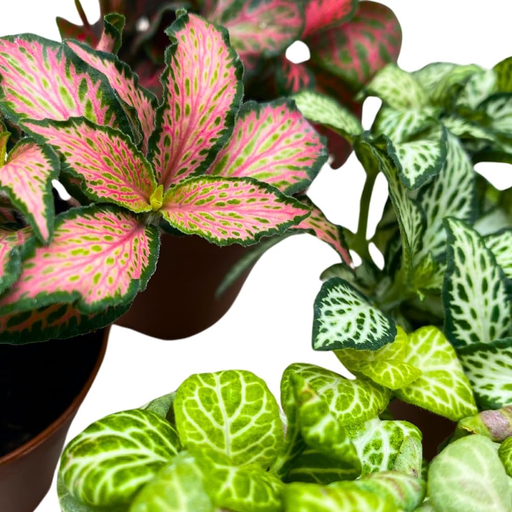 BubbleBlooms Fittonia Assortment 2 inch Set of 4