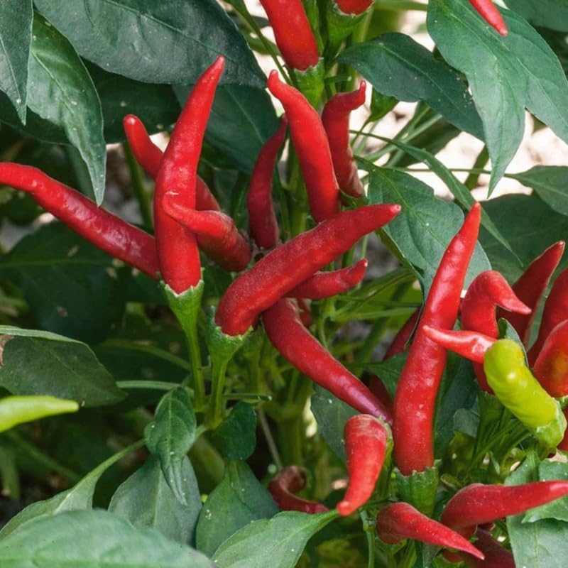 Set 4 Super Hot Peppers Live Plants, 90 Days Old Hot Pepper Chili Plant for Spring Planting, Assorted Color (Super Hot)