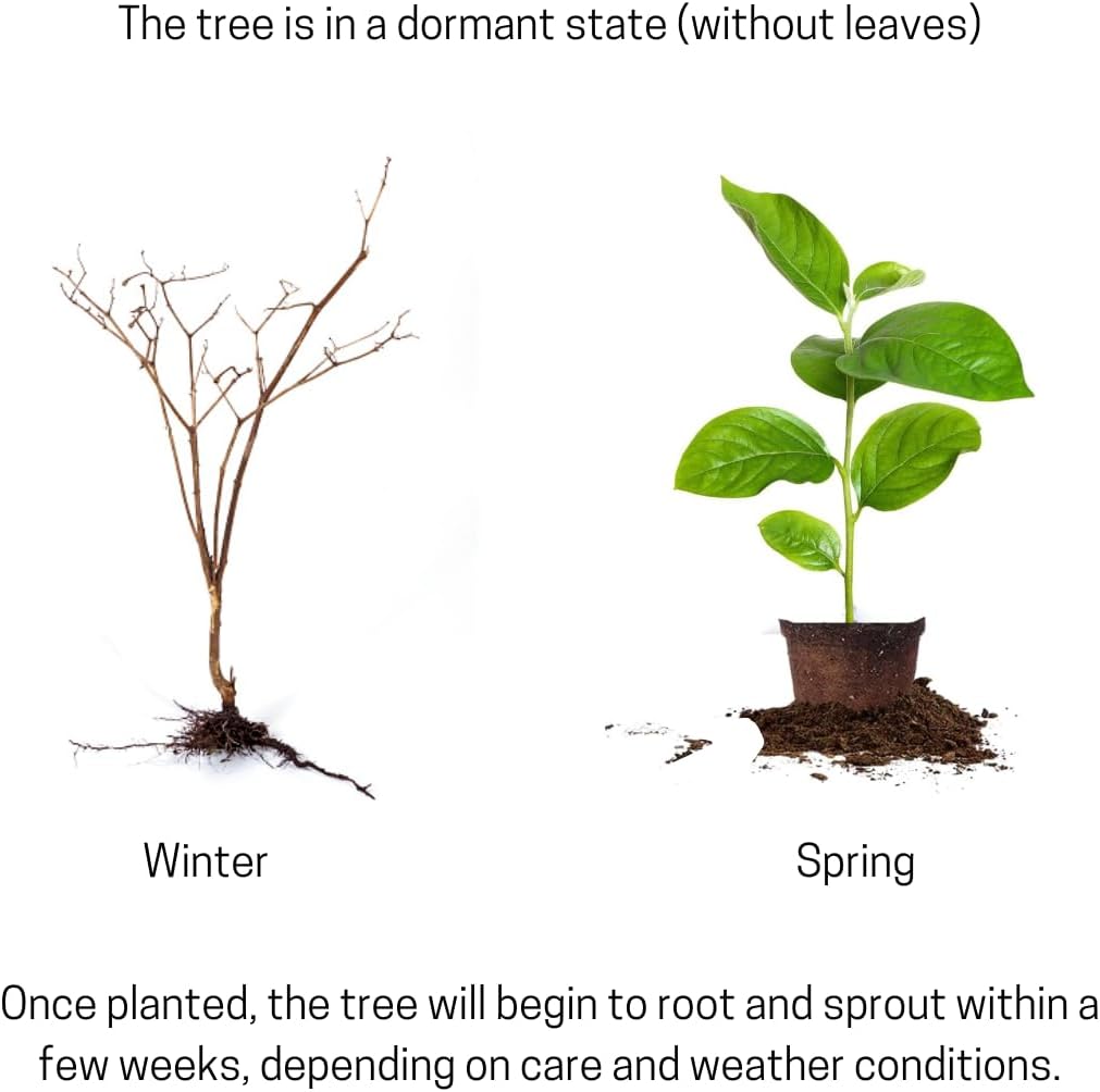 Purple Wisteria Tree Plant Live, 6 to 10 Inch Tall, 2.5 Inch Pot, Wisteria Tree Live Plant, Wisteria Live Plant, Wisteria Vine Plant