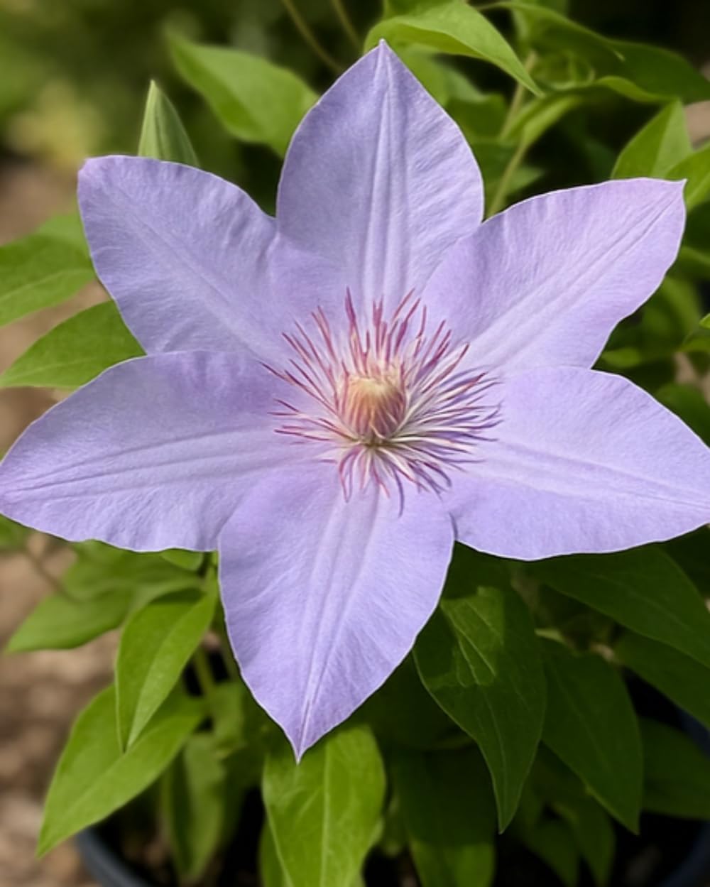 Perennial Farm Clematis Boulevard® Tranquilite™ Hybrid– Live Clematis Vine in 4 Quart Container, Pale Lavender Blooms, Compact Climber, Long Blooming, Ideal for Trellises, Containers & Fences