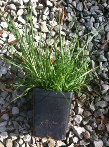 3 Hamlen Grass in 4 Inch Containers/Dwarf Fountain Grass (3 Pots of Plants) Ships from Rock Island, Tennessee. Grown here on Our own Farm.
