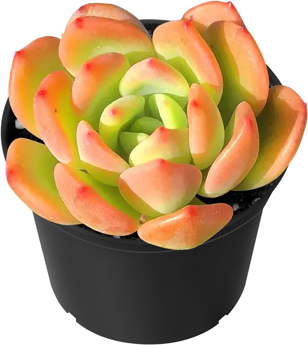 Sprout N Green Echeveria Sweet Orange, Rare Live Succulent Plant Fully Rooted with Soil, Home Office Indoor Outdoor Wedding Decoration DIY Projects Party Favor