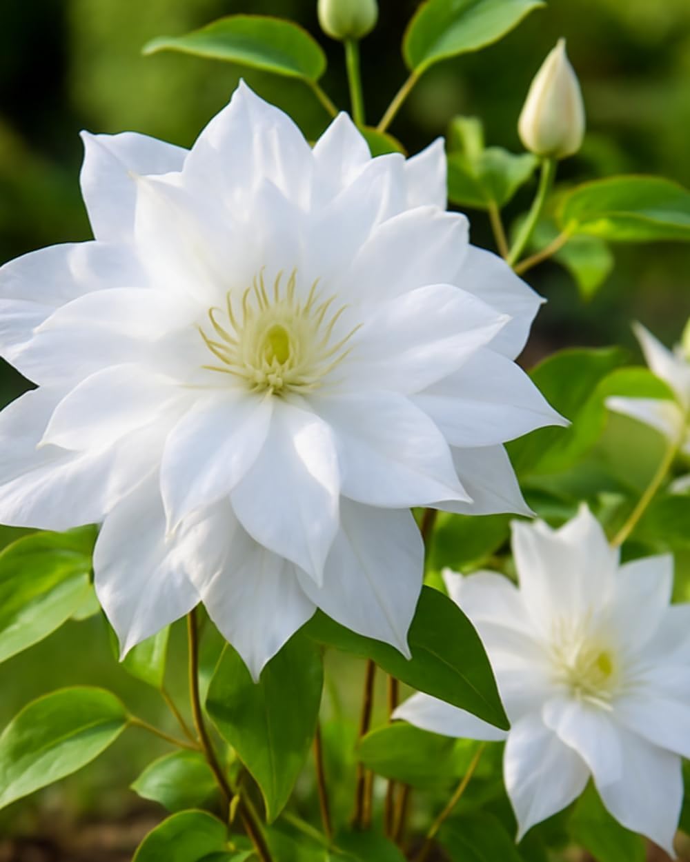 Perennial Farm Clematis 'Duchess of Edinburgh' Hybrid – Live Clematis Vine in 4 Quart Container, Elegant Double White Blooms, Long Blooming, Ideal for Trellises, Arbors & Classic Garden Displays