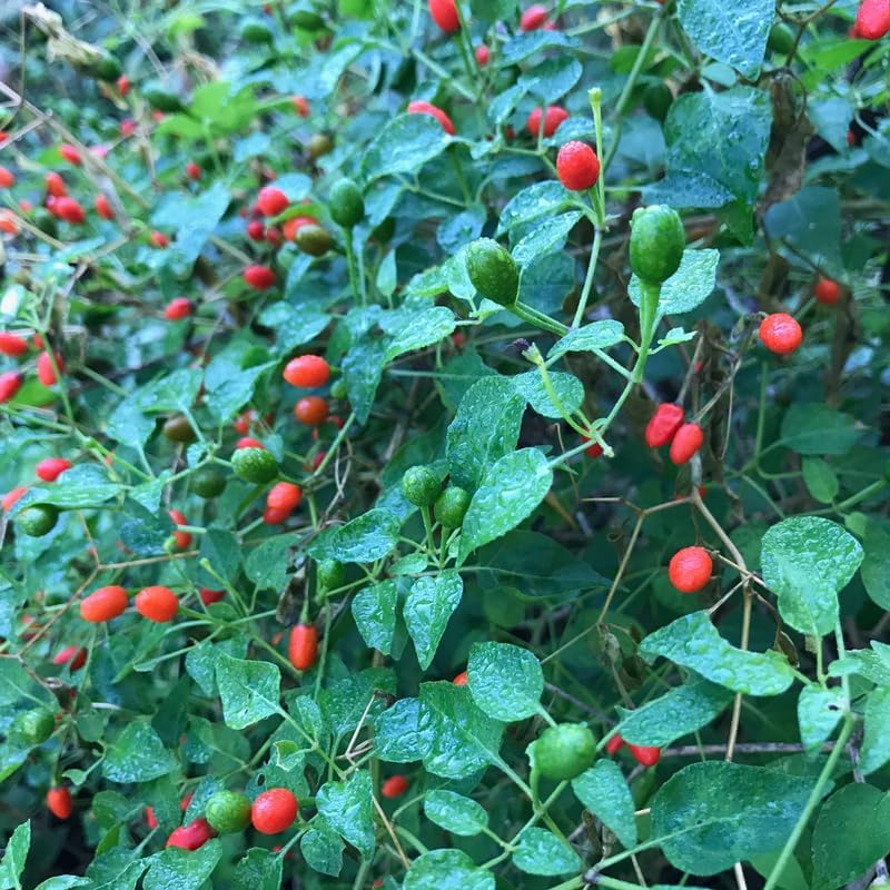Chiltepin Pepper Plant, 4 Inch Pot, 6-10 Inch Red Hot Pepper Plants Live for Planting Outdoor